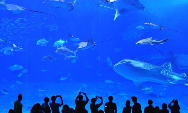美ら海水族館