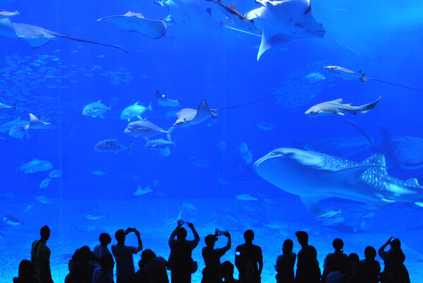 美ら海水族館