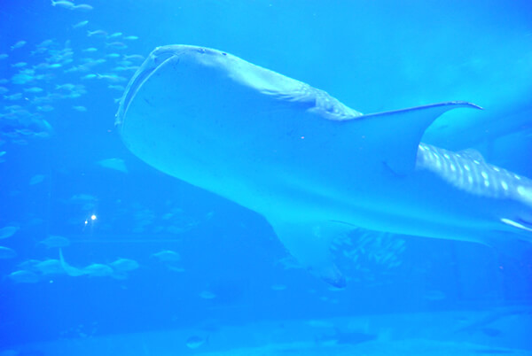 美ら海水族館　ジンベイザメ