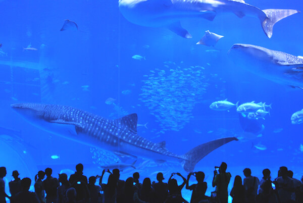 美ら海水族館