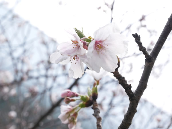 福岡空港の桜