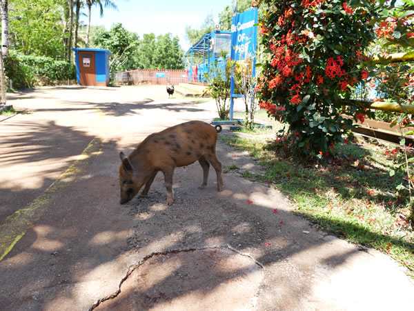 タロフォフォの滝公園動物