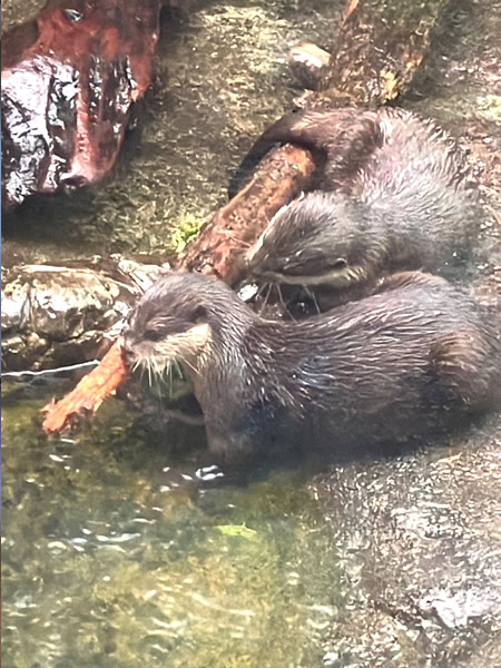 鳥羽水族館水の回廊ゾーンのカワウソ