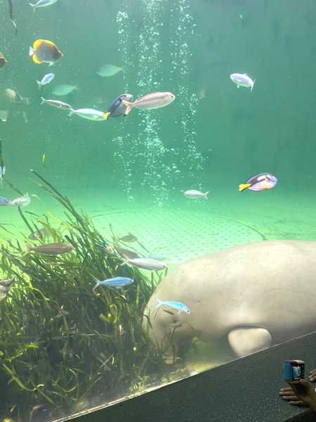 鳥羽水族館人魚の海ゾーンのジュゴン