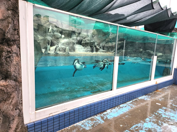 鳥羽水族館水の回廊ゾーンのペンギン