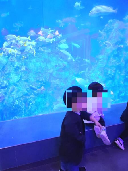 鳥羽水族館コーラルリーフダイビング