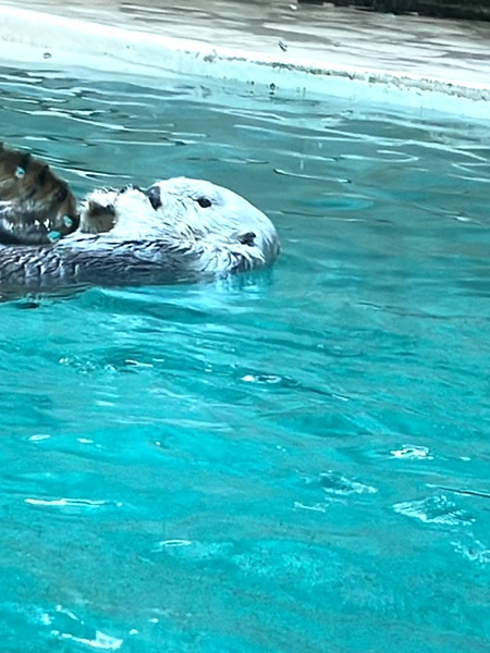 鳥羽水族館極地の海ゾーンのラッコ