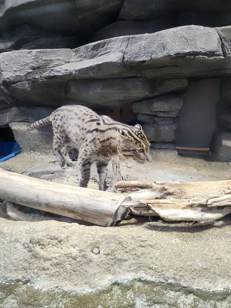 鳥羽水族館のスナドリネコ