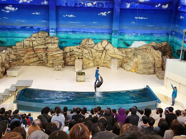 鳥羽水族館アシカショー