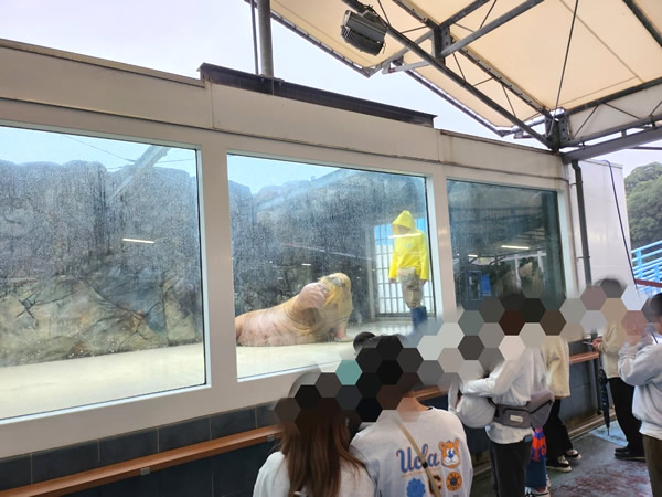 鳥羽水族館水の回廊ゾーンのセイウチのパフォーマンス