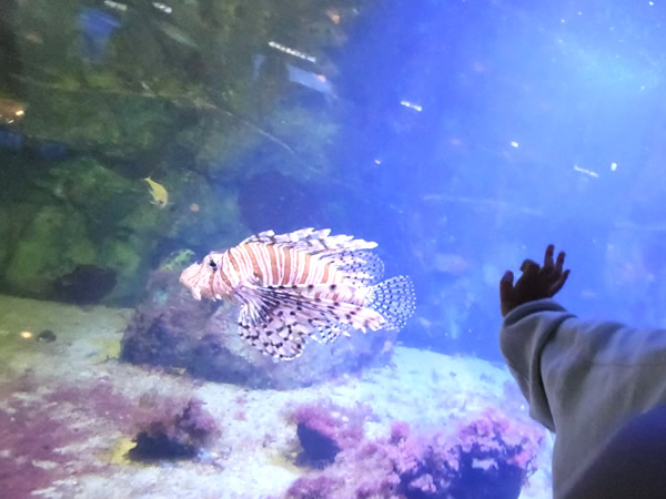 鳥羽水族館｜伊勢志摩の海／日本の海