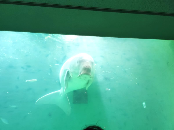 鳥羽水族館人魚の海ゾーンのジュゴン