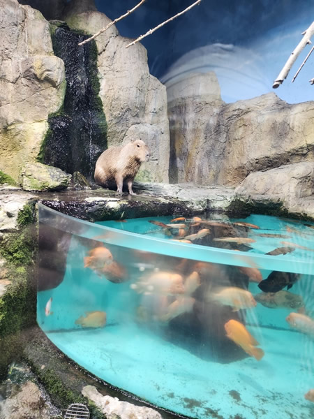 鳥羽水族館ジャングルワールドのカピバラ