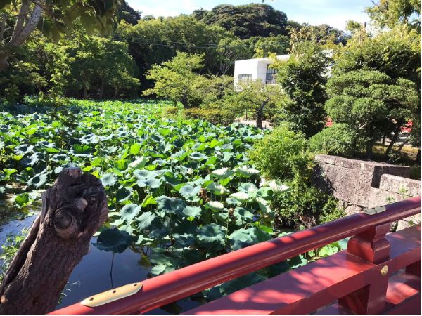 鎌倉鶴岡八幡宮｜源平池