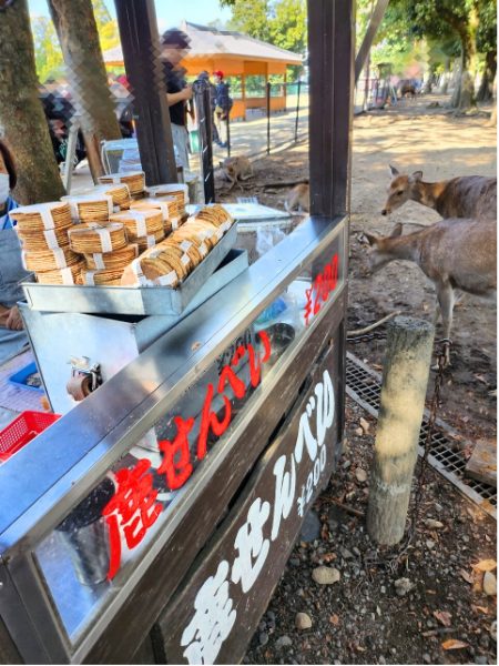 奈良公園の鹿せんべい