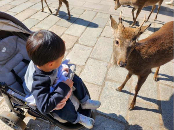 奈良公園で鹿とふれあい