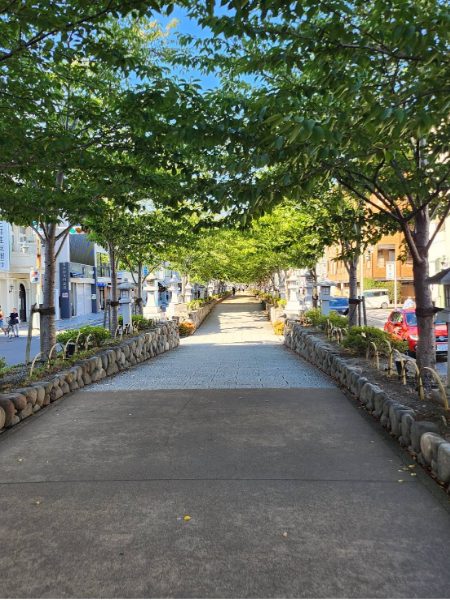 鎌倉の参道「段葛（だんかずら）