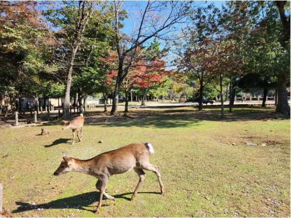 奈良公園の鹿