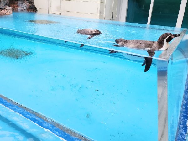 鳥羽水族館のペンギン