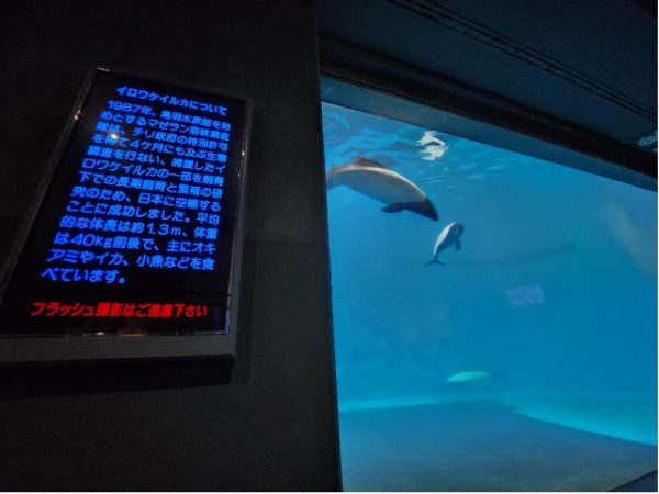 三重旅行鳥羽水族館のイロワケイルカ