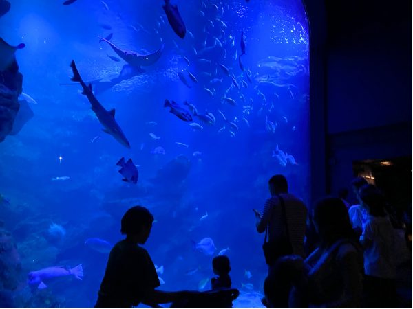 京都水族館の大水槽