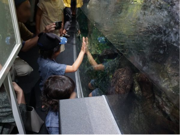 京都水族館・京の川の展示