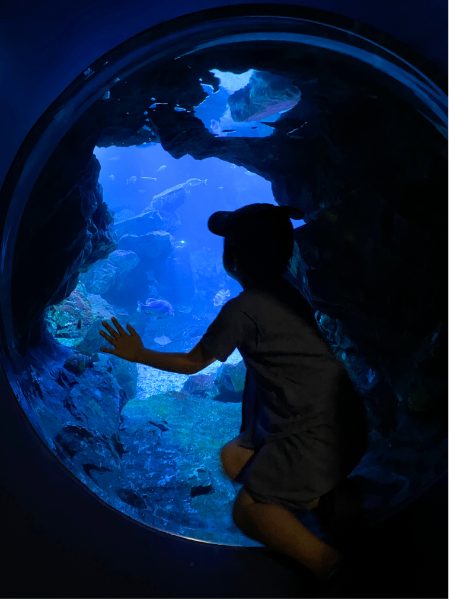 京都水族館大水槽の展示窓