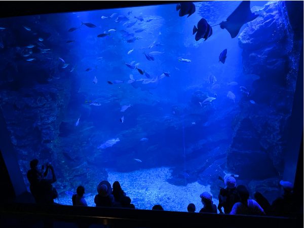 京都水族館の大水槽