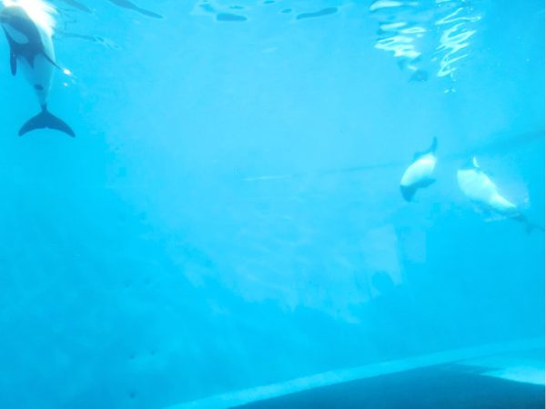 三重旅行鳥羽水族館のイロワケイルカ