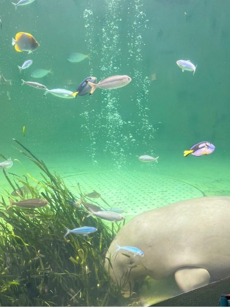 鳥羽水族館のマナティ