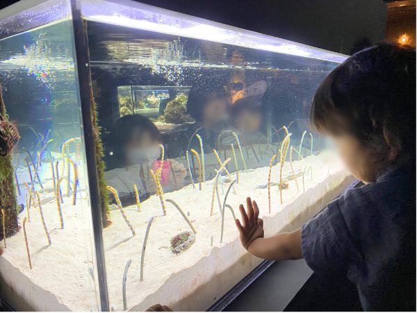 京都水族館のチンアナゴ