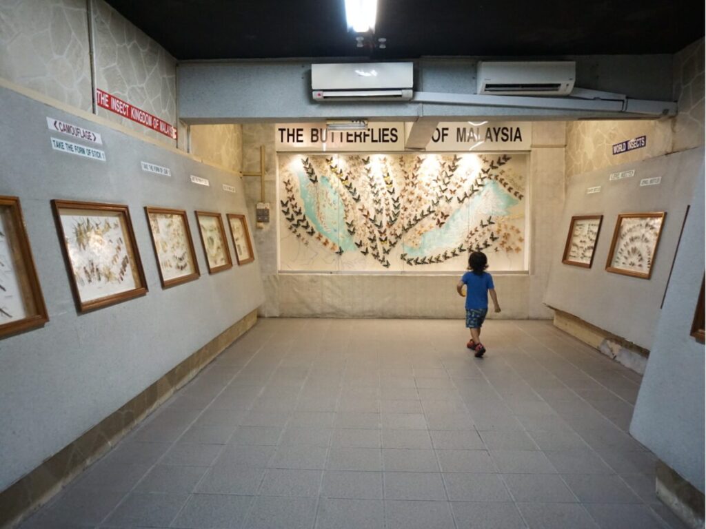 KLバタフライパークのマレーシアの蝶の展示