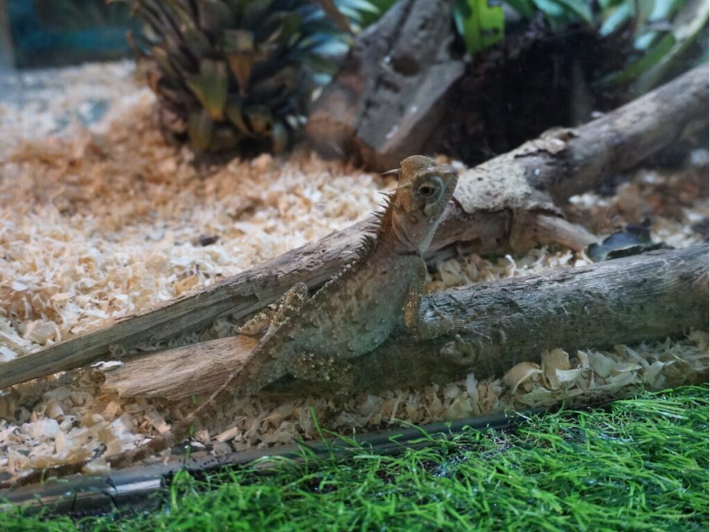 KLバタフライパークのトカゲ