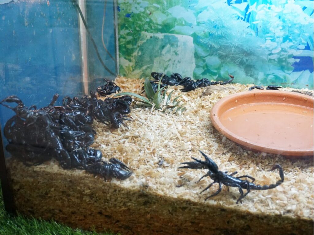 KLバタフライパークのサソリの展示