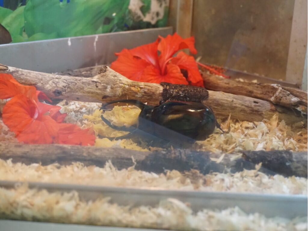KLバタフライパークのオオカブト