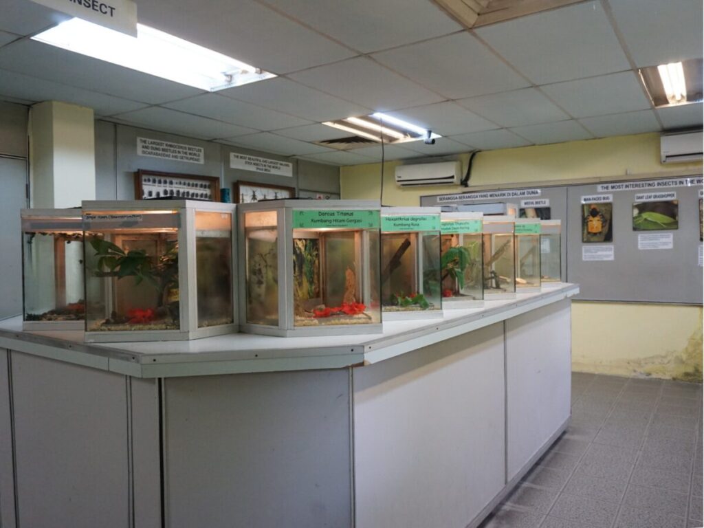 KLバタフライパークの昆虫や爬虫類の展示