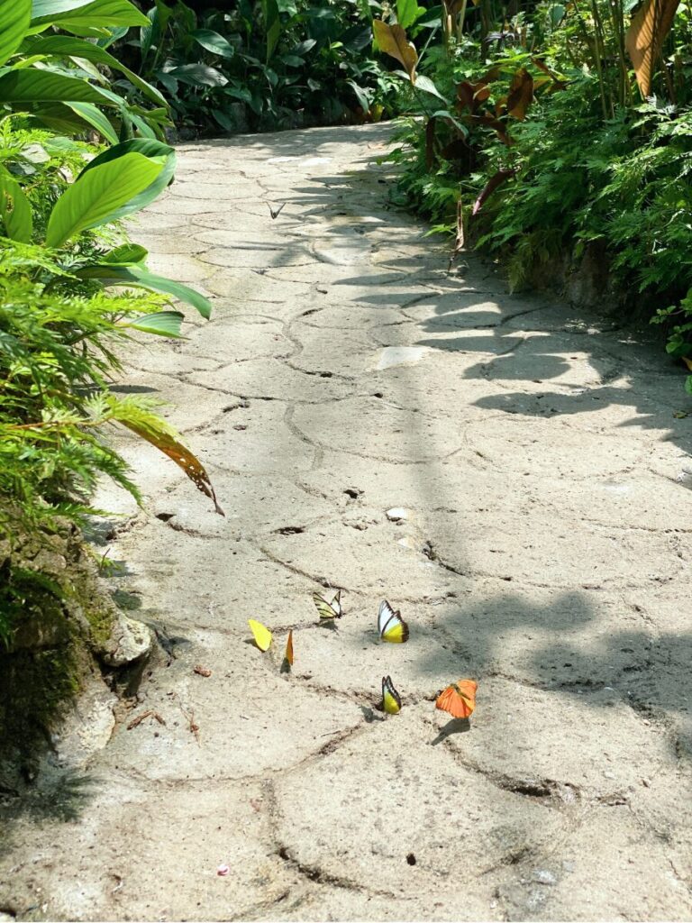 KLバタフライパークの蝶たち