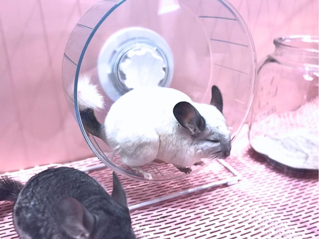原宿かわいいランドキュンキュンのハムスター