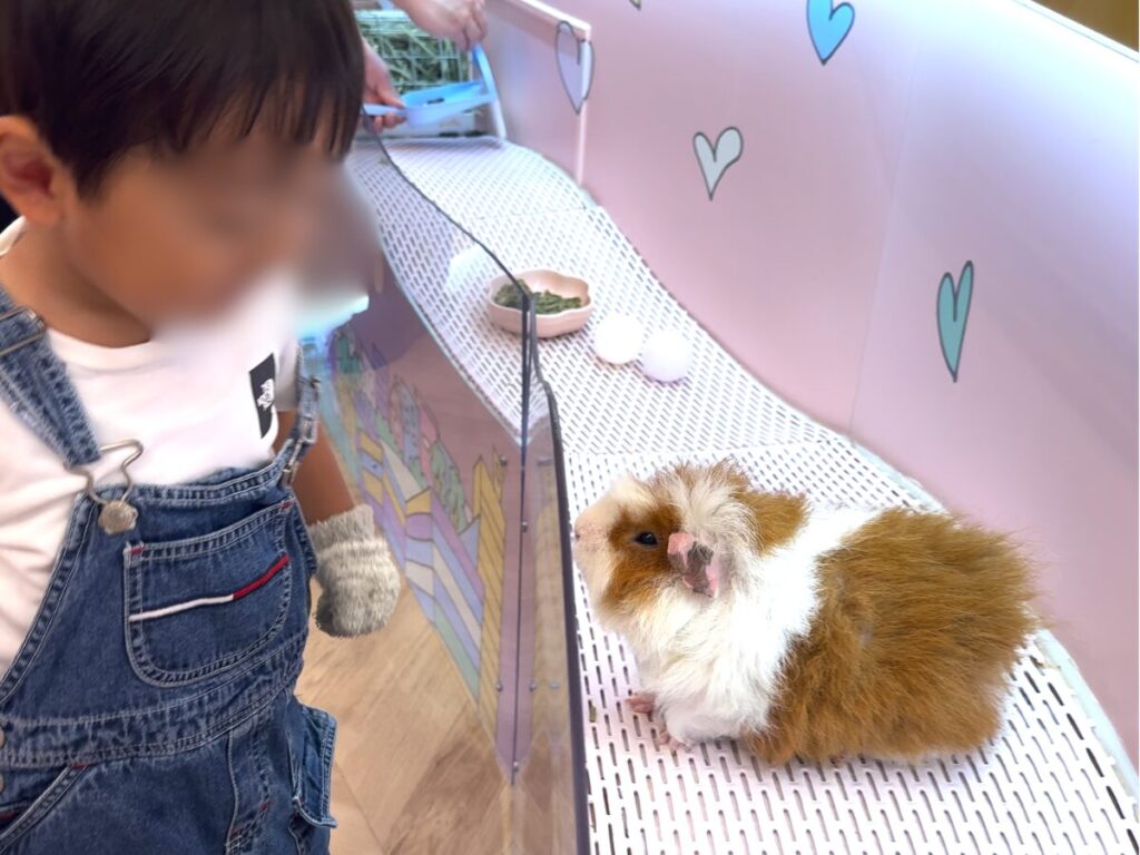 原宿かわいいランドキュンキュンの小動物