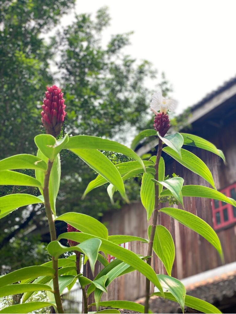 ランカウイの花