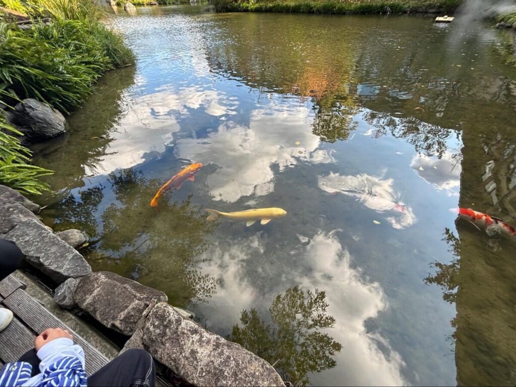 フォーシーズンズ京都での鯉の餌槍体験