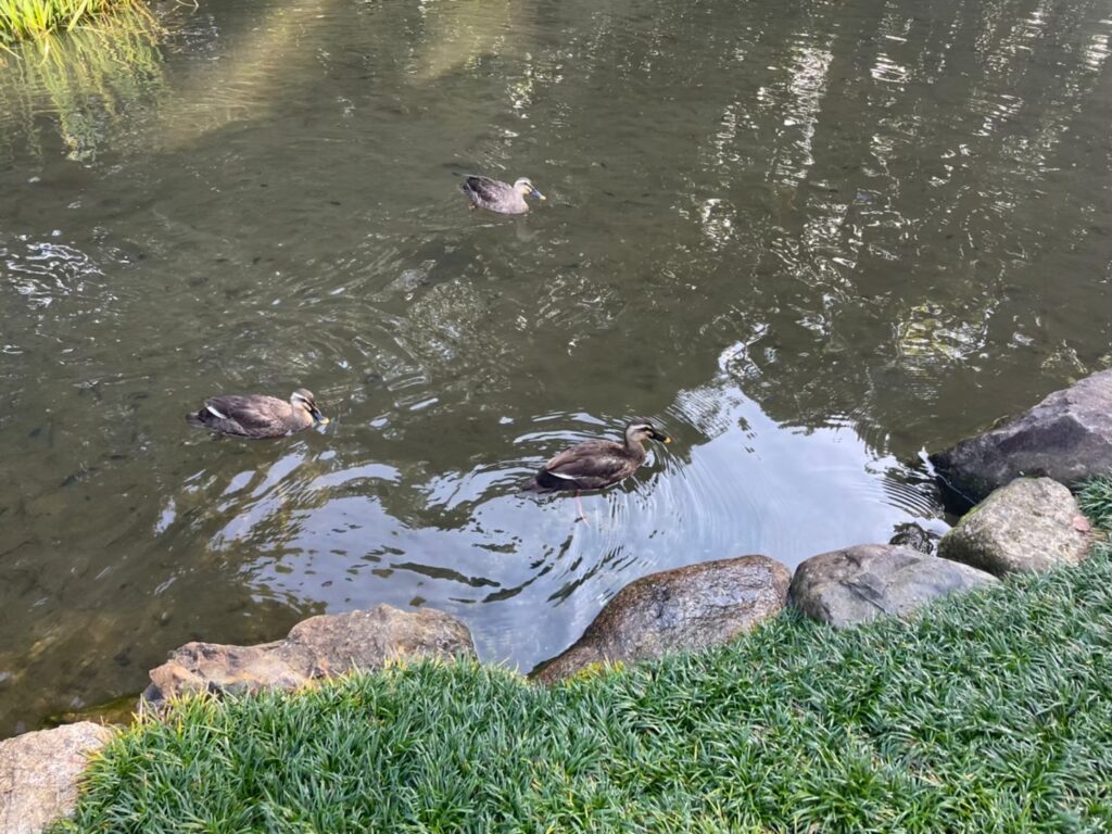 フォーシーズンズ京都にいた鴨